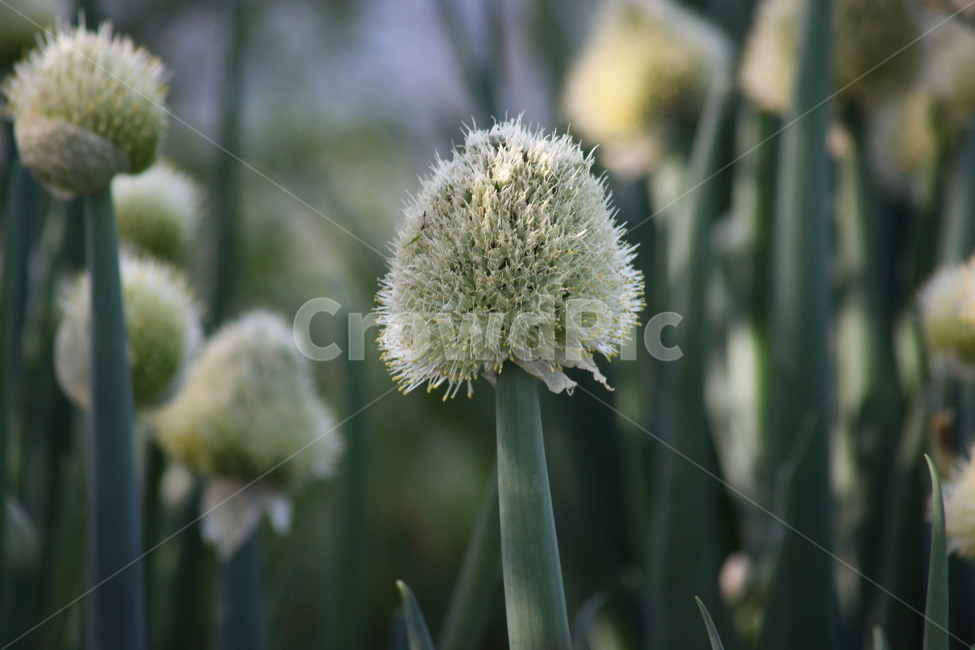 파,굵은파,꽃,봄,welshonion,파꽃,식물,자연,plants,nature,꽃,flower