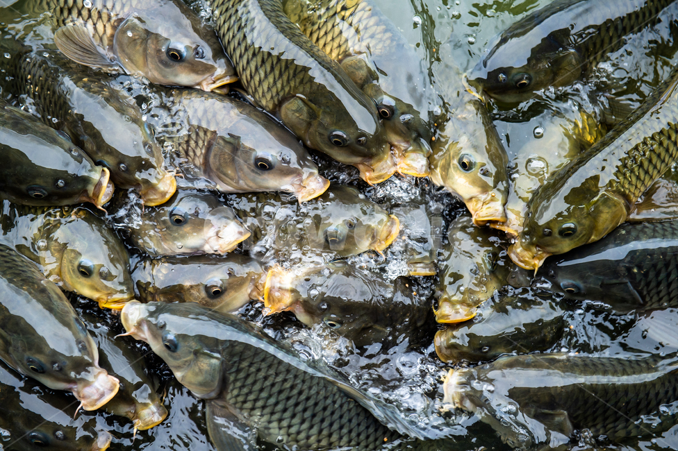 잉어,물고기,fish,fight,먹이,싸움,eat,동물,animal,어류,물고기,fish