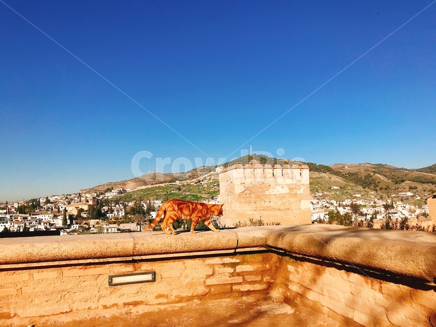 고양이,cat,그라나다,granada,알함브라궁전,스페인,spain,alhambra