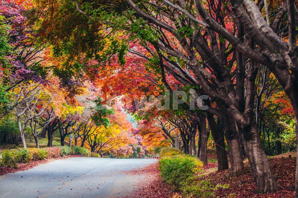 단풍,maple,길,나무,산책,가을,식물,plant,가을,계절,fall,autumn,season,자연,풍경,nature,landscape