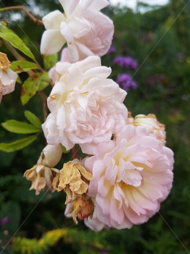 꽃,식물,자연,풍경,여름,지베르니,프랑스,노르망디,식물,자연,plants,nature,꽃,flower