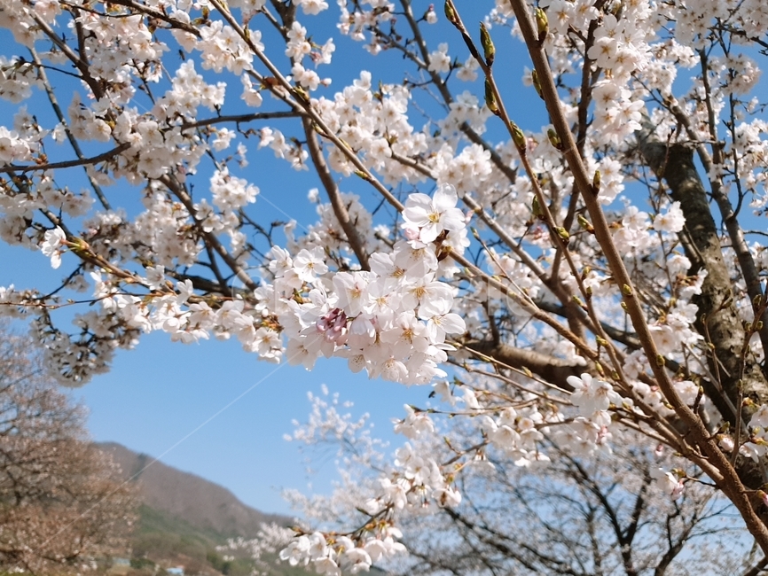꽃,벚꽃,축제,flower,벚꽃놀이,식물,자연,plants,nature,꽃,flower,나무,trees,wood