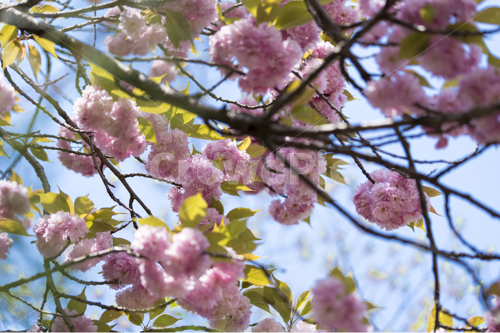봄,겹벚꽃,겹벚꽃나무,벚꽃,매크로,핑크,봄,계절,spring,season,식물,자연,plants,nature,꽃,flower,plant,blossom