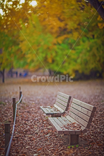 단풍,벤치,분위기,쓸쓸한,공원,의자,낙엽,가을,계절,fall,autumn,season,자연,풍경,nature,landscape,bench,park bench,공원 벤치,furniture,가구