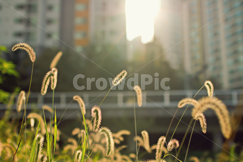 warmth,cozy,late afternoon,foxtail,autumn feeling,afternoon,autumn sunlight,sunlight,warm,emotion,reeds,closeup,grass,sunset,embankment,autumn,bridge,river,apartment