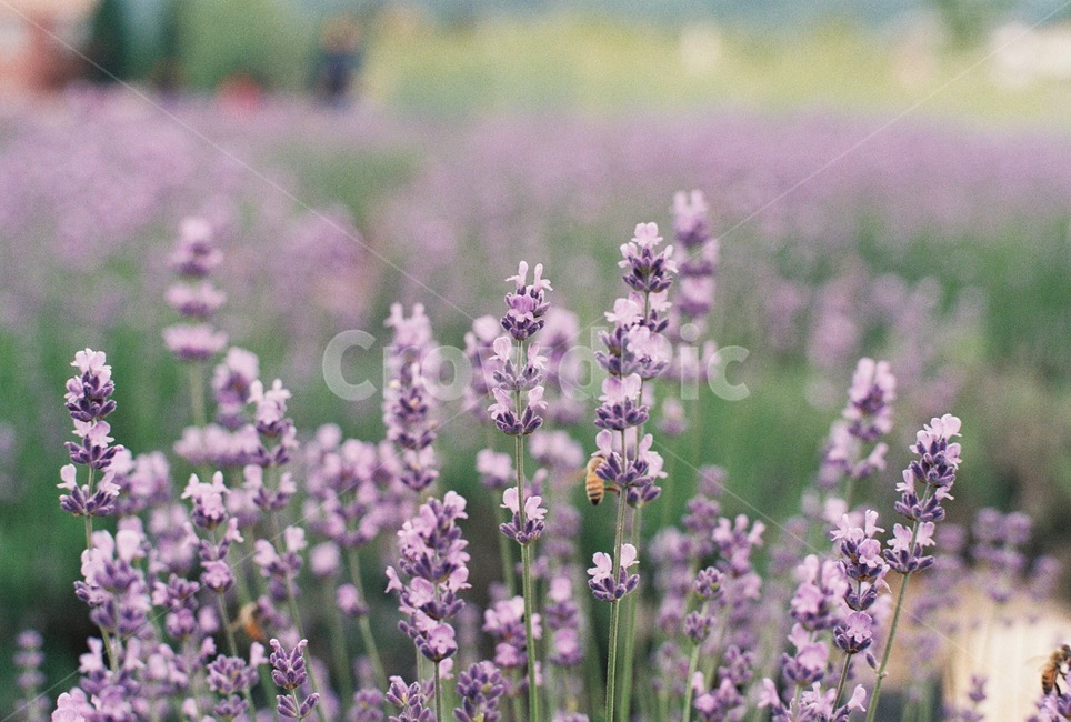 라벤더,lavender,보라색,꽃,허브,라벤더팜,flower,purple,herb,봄,벌,꿀벌,bee,식물,자연,plants,nature,꽃,flower