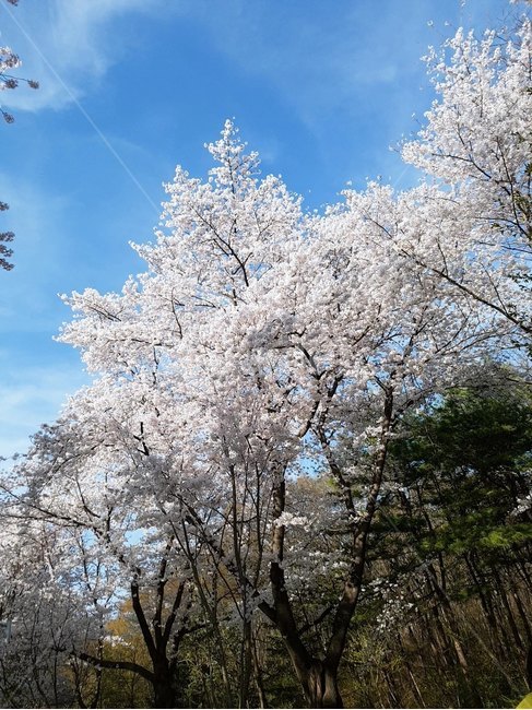 벚꽃,봄,cherryblossom,3월,4월,순결,절세미인,식물,blossom,꽃,flower,하늘,공원,구름