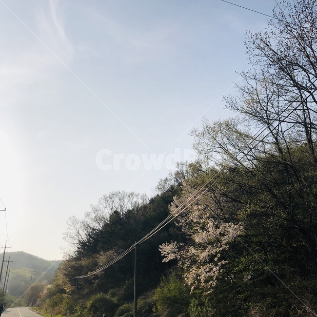 봄,도로,꽃,풍경,시골