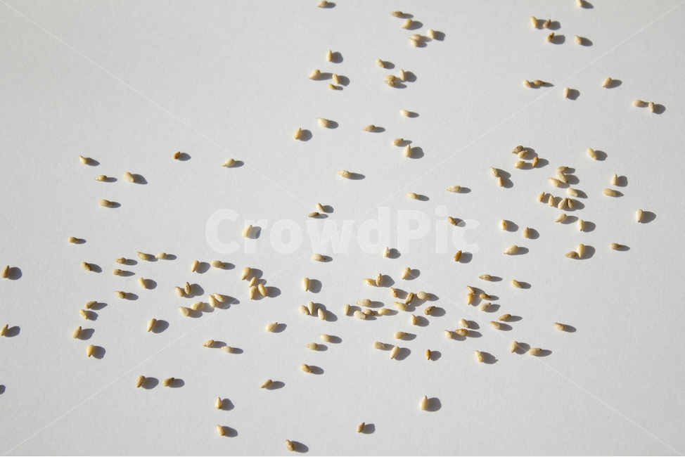 brown,closeup,dry,food,gold,grain,macro,meal,natural,nature,organic,plant,seed,seeds,sesame,sesameseed,sesameseeds,top,topangle,topview,yellow,깨,참깨,곡식,곡류,음식,음식재료,식재료,식물,씨앗,씨,갈색,브라운,말린,말리는,건조,자연,클로즈업,탑앵글,탑뷰,깨소금,농작물,농촌,농사,흰배경,뿌린,뿌려놓은