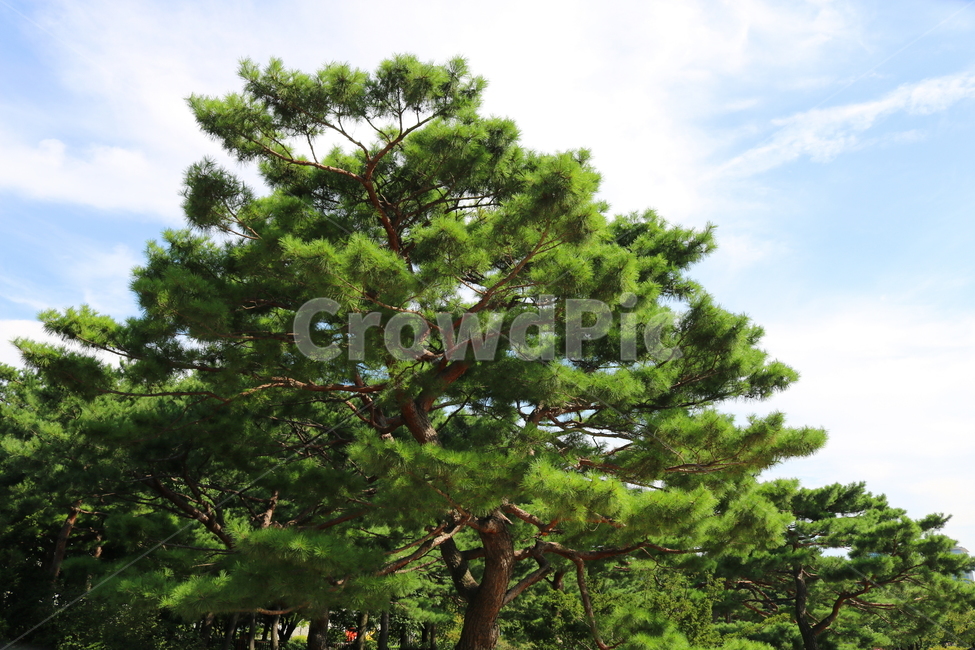 나무,하늘,자연,풍경,식물,여름,소나무,식물,자연,plants,nature,나무,trees,wood