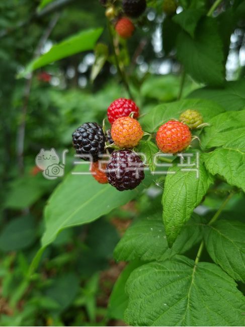 raspberry,Bokbunja Strawberry,Fruit,Specialties,fruit,Bokbunja,strawberry,bokbunja fruit,leaf,food,bokbunja tree,plant