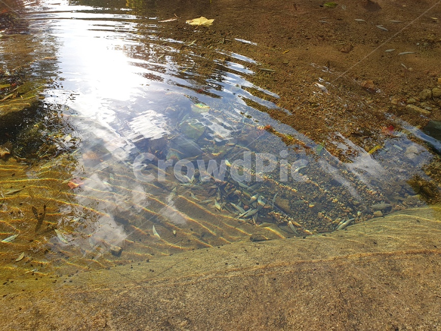 계곡,물,선샤인,water,물속,자연
