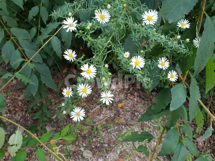 꽃,화이트,식물,힐링,flower,흙,식물,자연,plants,nature,꽃,flower
