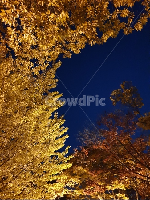 가을,저녁,오후,단풍,은행나무,단풍나무,나무,하늘,autumn,evening,color,red,yellow,blue,가을,계절,fall,autumn,season,자연,풍경,nature,landscape,tree,plant,식물
