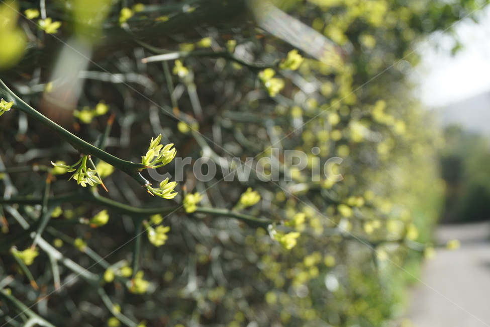 봄,4월,탱자나무,탱자나무가시,연두색,녹색,새순,봄,계절,spring,season,식물,자연,plants,nature,plant