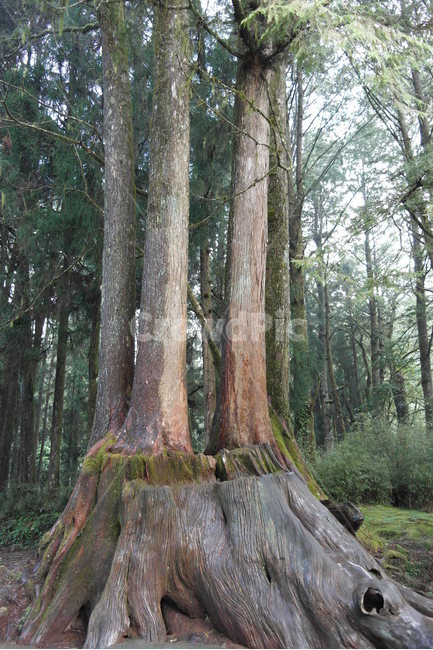 나무,자연,신비,형상,일직선,곧게뻗음,곧음,고목,괴목,식물,자연,plants,nature,나무,trees,wood