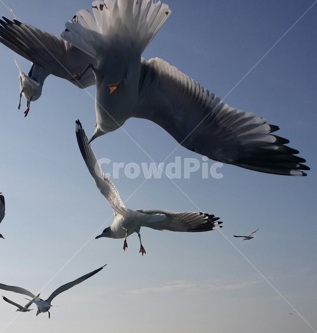 동물,갈매기,새,바다,bird