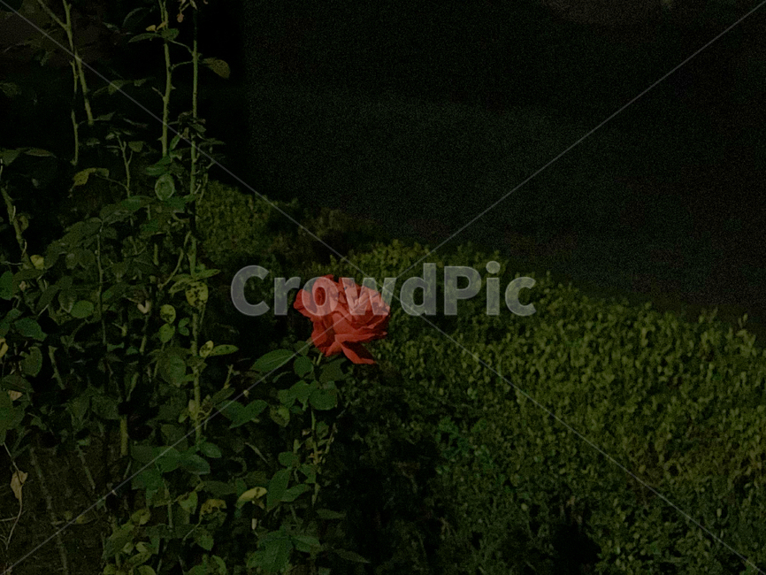 flower,꽃,rose,장미,plant,식물,밤,night