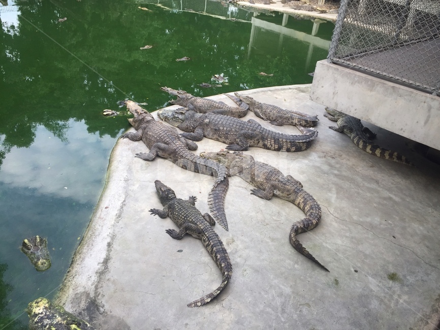 악어,파충류,연못,습지,동물원,동물,animal,파충류,양서류,reptile,amphibian