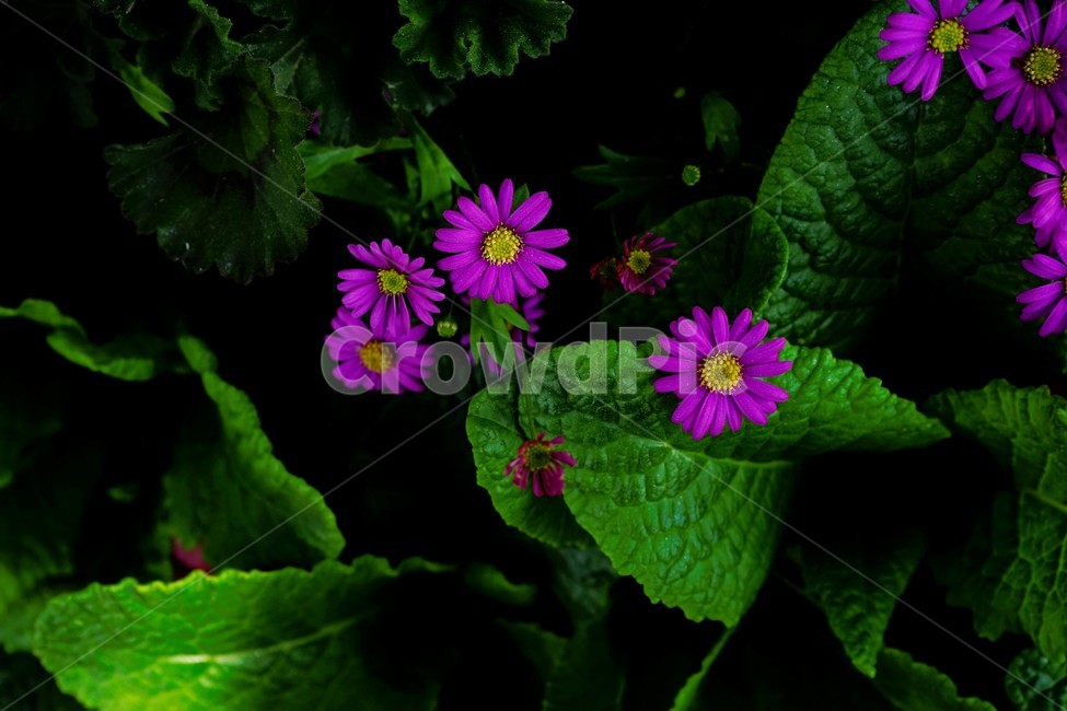 꽃,봄,잎,원예,bloom,colorful,floral,flower,nature,plant,spring