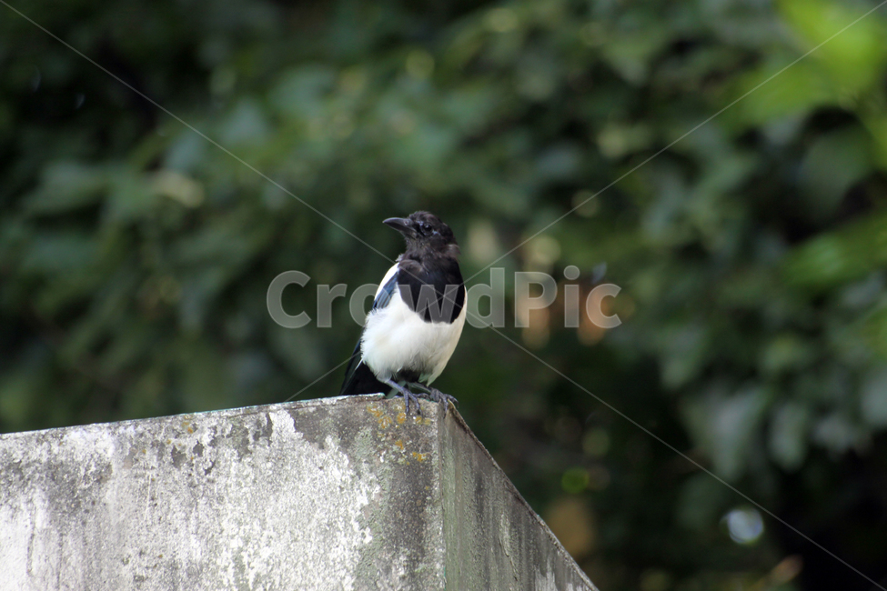magpie,까치,bird,새,animal,동물,지붕,동물,animal,조류,새,birds