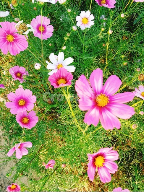 코스모스,가을,꽃,자연,분홍