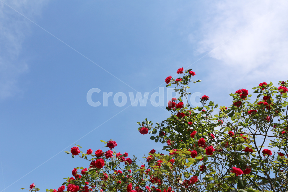 장미,하늘,맑음,맑은하늘,장미꽃,식물,자연,plants,nature,꽃,flower