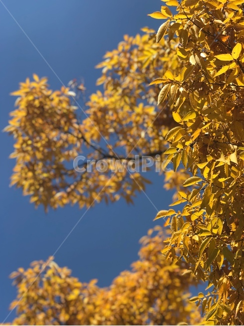 노란단풍,은행,가로수,가을,10월