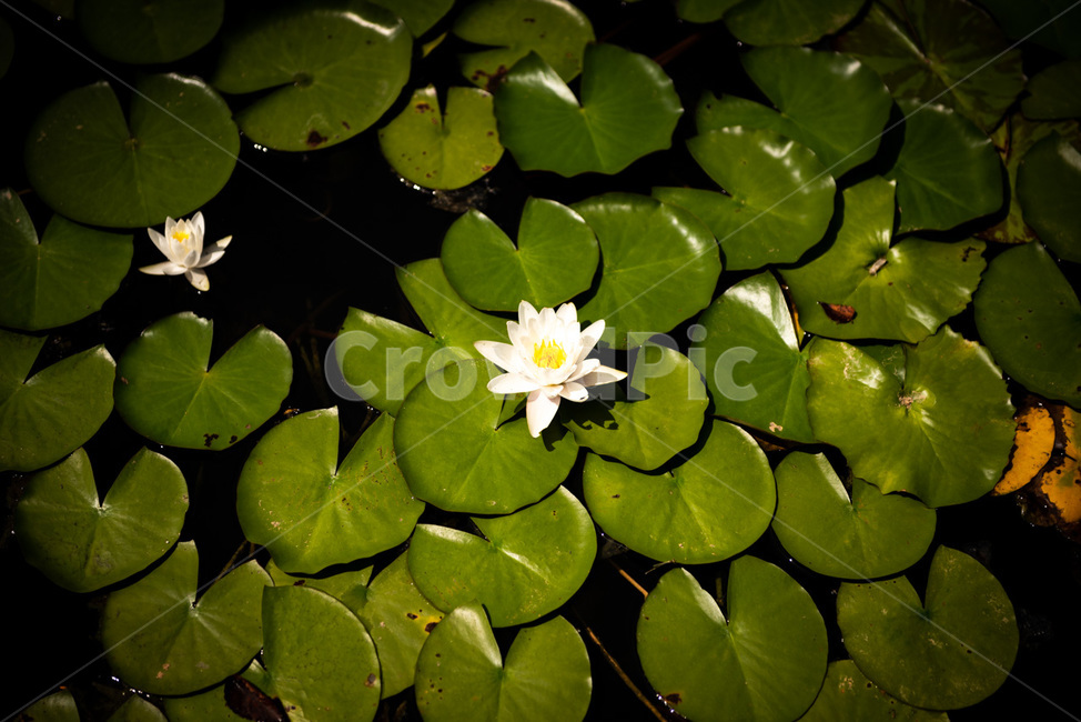 연꽃,연잎,수중꽃,수중식물,연못,수생식물,식물,수중풀,수풀,식물,자연,plants,nature,꽃,flower