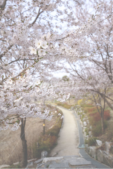 봄,풍경,꽃,벚꽃,꽃길,spring,landscape,flower,cherryblossom,flowerroad,봄,계절,spring,season,plant,식물,blossom
