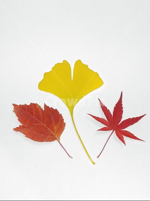 가을,단풍,나뭇잎,단풍잎,낙엽,잎,leaf,식물,나무