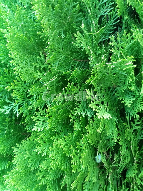 plant,식물,moss,이끼,tree,나무,초목,덤불,자연,bush,구과나무,초록,green,풀,식물,자연,plants,nature