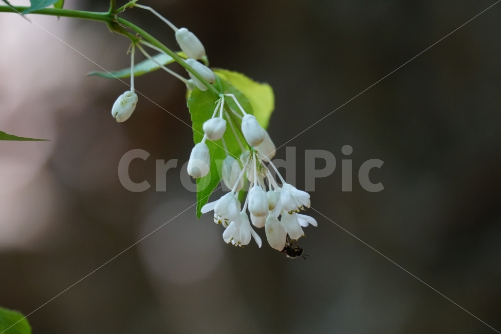 고추나무,꽃,식물,플라워,자연,nature,flower,한국의자연,한국자연,풍경,landscape,snap,snapshot,스냅,스냅사진,스넵,스넵사진,tree,country,시골,숲,숲속,forest,한국풍경,한국적인,식물,자연,plants,nature,꽃,flower