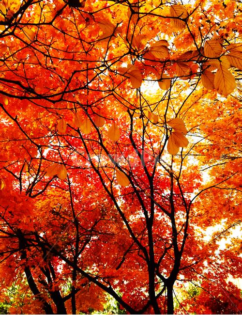 단풍,단풍나무,알록달록,가을,노랑,잎,maple,tree,plant,mapletree