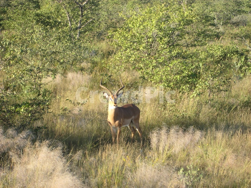 영양,야생생물,포유류,동물,wildlife,animal,mammal,동물,animal,포유류,mammal