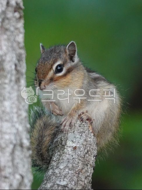 animal,동물,다람쥐,포유류,아기다람쥐