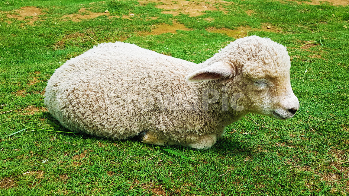 양,동물,자연,양모리,목장,양떼목장,초원,양떼,sheep,animal,nature,farming,남해,양모리학교,동물,animal,포유류,mammal