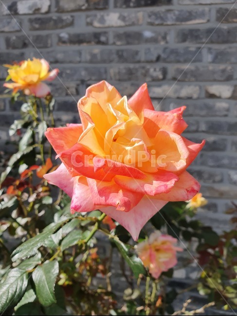 꽃,plant,식물,장미,rose,옐로우,레드,빨강,노랑,초록,그린,길,화단,한송이,야생