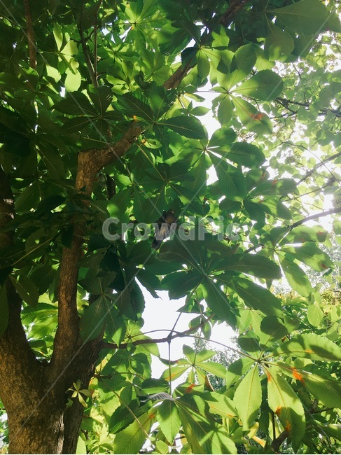 나무,하늘,햇빛,여름,초록,새,식물,자연,plants,nature,나무,trees,wood