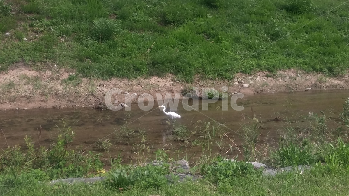 bird,새,animal,동물,물새,백로,egret,물가,하천,강,자연,철새,동물,animal,조류,새,birds