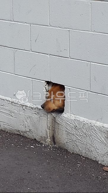 구멍,진돗개,개구멍,동물,강아지,누렁이,벽돌