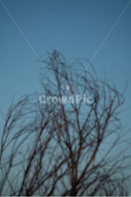 달,해질녘,자연,moon,nature,풍경,옥외,outdoors