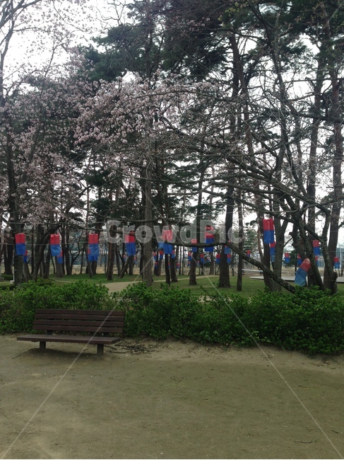 허난설헌생가,허난설헌,허균생가,허균,벚꽃,강릉,대한민국,한국,heonanseolheonsbirthplace,heonanseolheon,heogyunsbirthplace,heogyun,cherryblossoms,gangneung,republicofkorea,southkorea,봄,계절,spring,season,자연,풍경,nature,landscape,한국자연풍경,한국자연경관,korea nature landscape,furniture,가구,bench,벤치