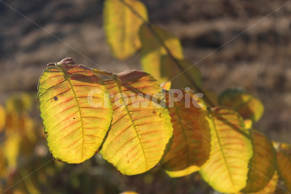 leaf,plant,yellow,식물,잎,가을,계절,fall,autumn,season,식물,자연,plants,nature,veins,정맥