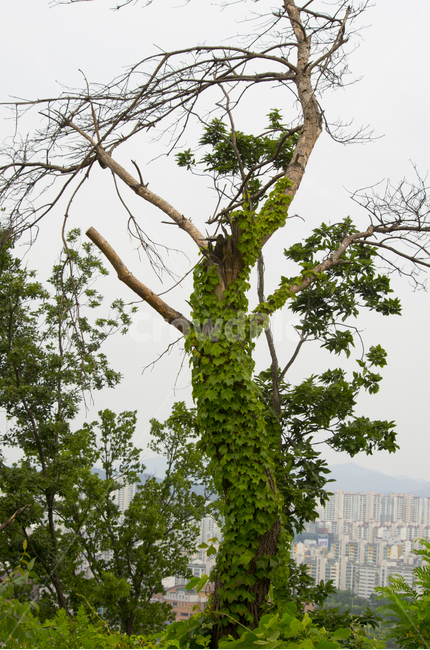 나무,고목,덩굴,넝쿨,죽은나무,tree,vine,summer,풍경,풍경사진,감성,감성사진,정취