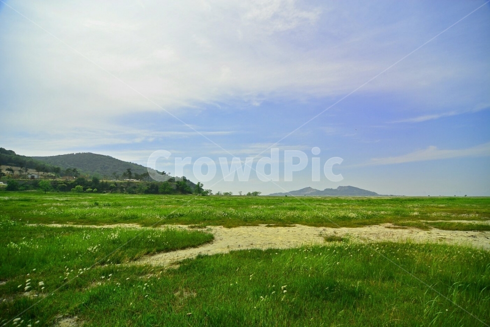 수섬,삘기꽃,화성,풍경,자연,nature,landscape,식물,plants,감성,감정,sensible,feeling,emotion,초원,휴식,힐링,rest,relaxation,healing,green,field,흰색,white,하늘,파란하늘,sky,배경,배경이미지,배경화면,바탕화면,background,한국자연풍경,한국자연경관,korea,시골마을,country,rural,town,산업,industry,industrial,농업,농사,agriculture,farming,간척지,벌판,풀밭,등판,자연,풍경,nature,landscape,들,outdoors,옥외,grassland,목초지