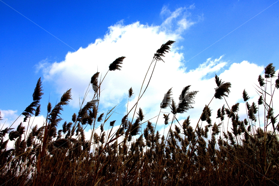 가을,구름,갈대,풍경,하늘,식물,자연,plants,nature