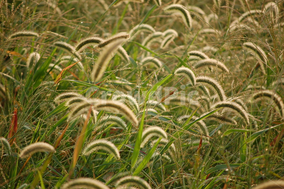 강아지풀,바람,식물,풀,생명,들판,자연,식물,자연,plants,nature