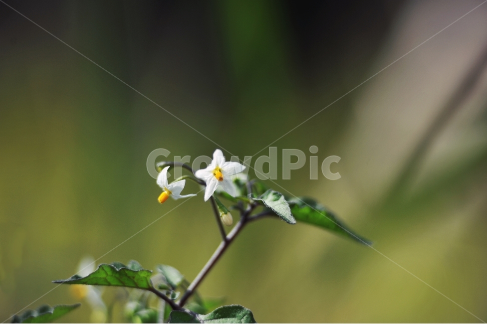 까마중,식물,한해살이풀,가지과,자연,꽃,하얀꽃,약용식물,식물,자연,plants,nature,꽃,flower