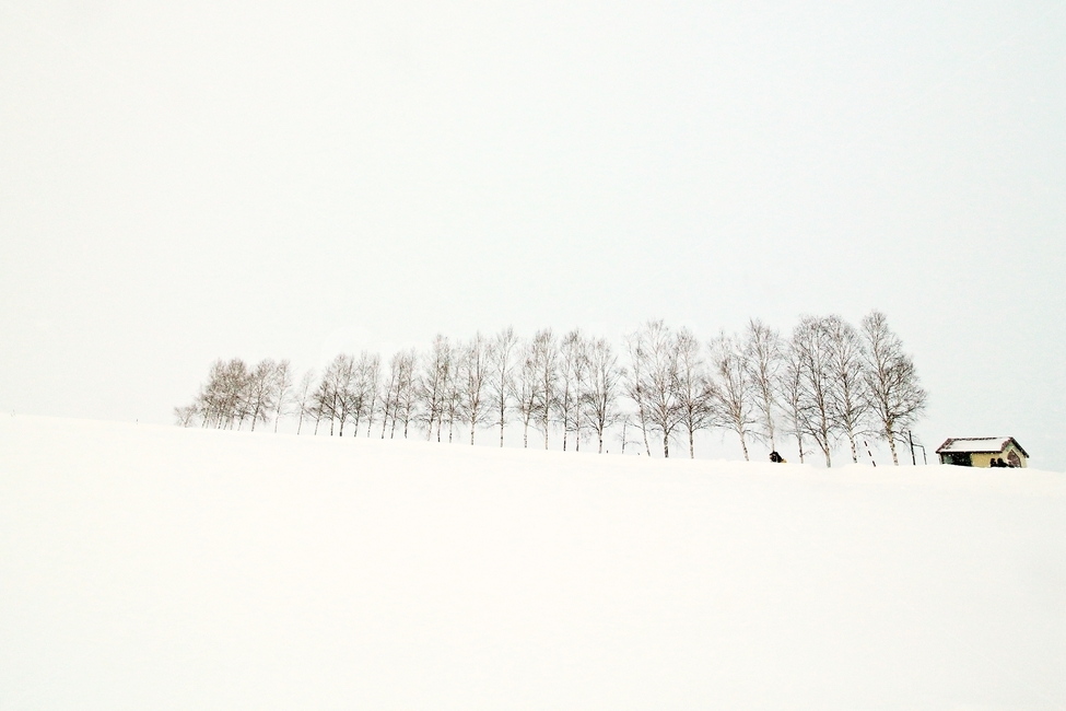 white eyes,Seven Star Tree,snow scene,biei,sevenstartree,winter,Hokkaido,white eyes sensitivity,pure,BA